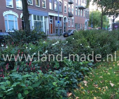 beplantingsplan Audrey Coert Landmade Schermlaan Rotterdam 1